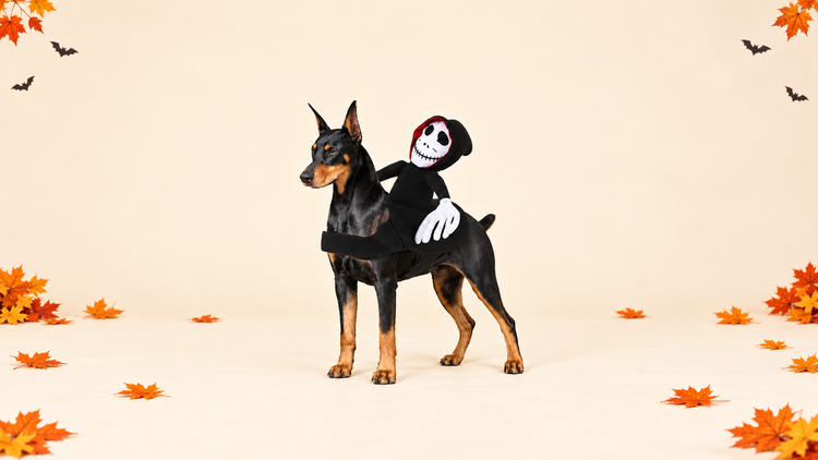 Full dog wearing a Halloween skeleton-rider costume, centered with safe space for responsive cropping