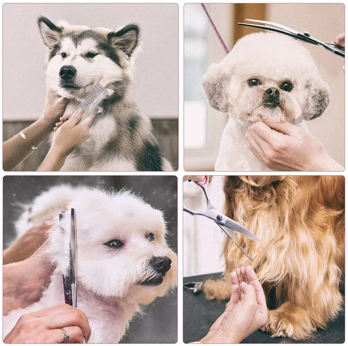 Pet Grooming Scissors Set – supplier product photo