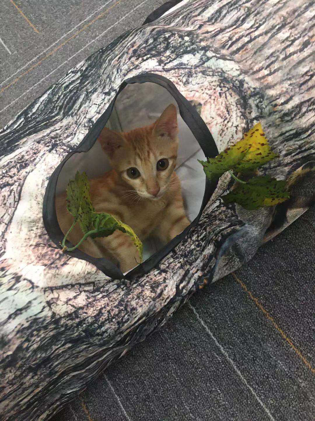 Tree Pattern Tunnel Pet Zhiyi Cat Toy Pets Supplies Dog Toys — product detail
