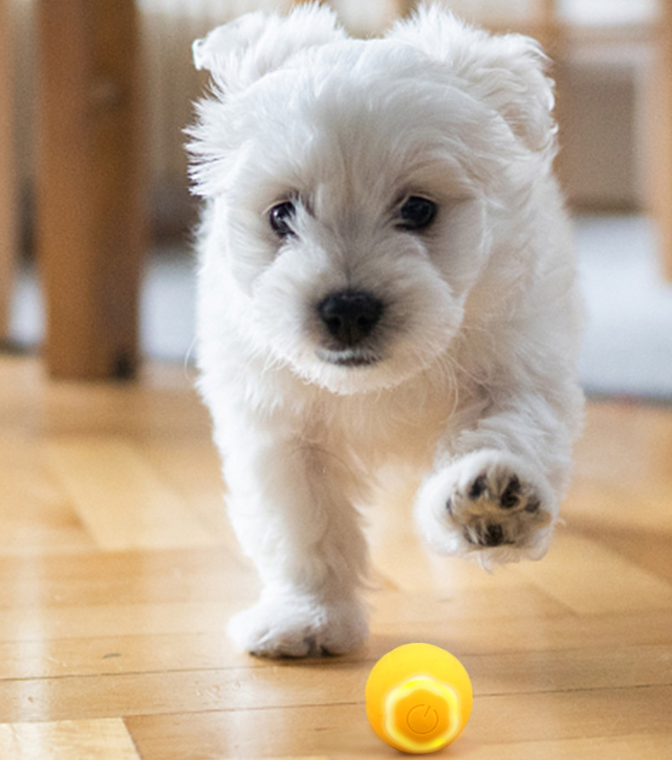 Pet Smart Rolling Ball Cat Toy Bite-resistant Boredom Relief — product detail