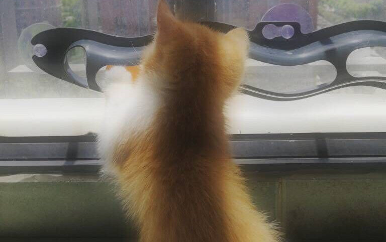 Windowsill Pets Toy Cat Track Ball Pet Products — product detail