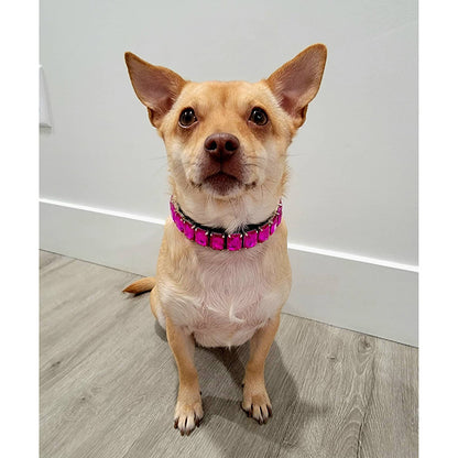 PU Dog  Cat Collar — product detail