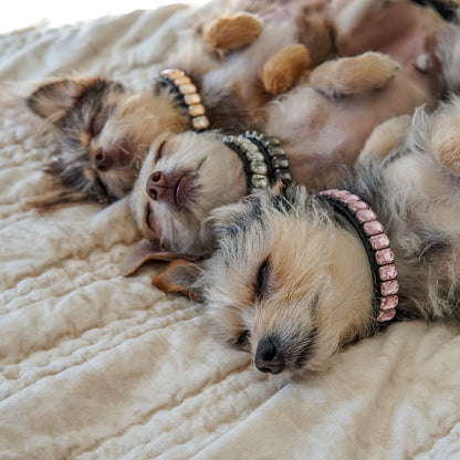 PU Dog  Cat Collar — product detail