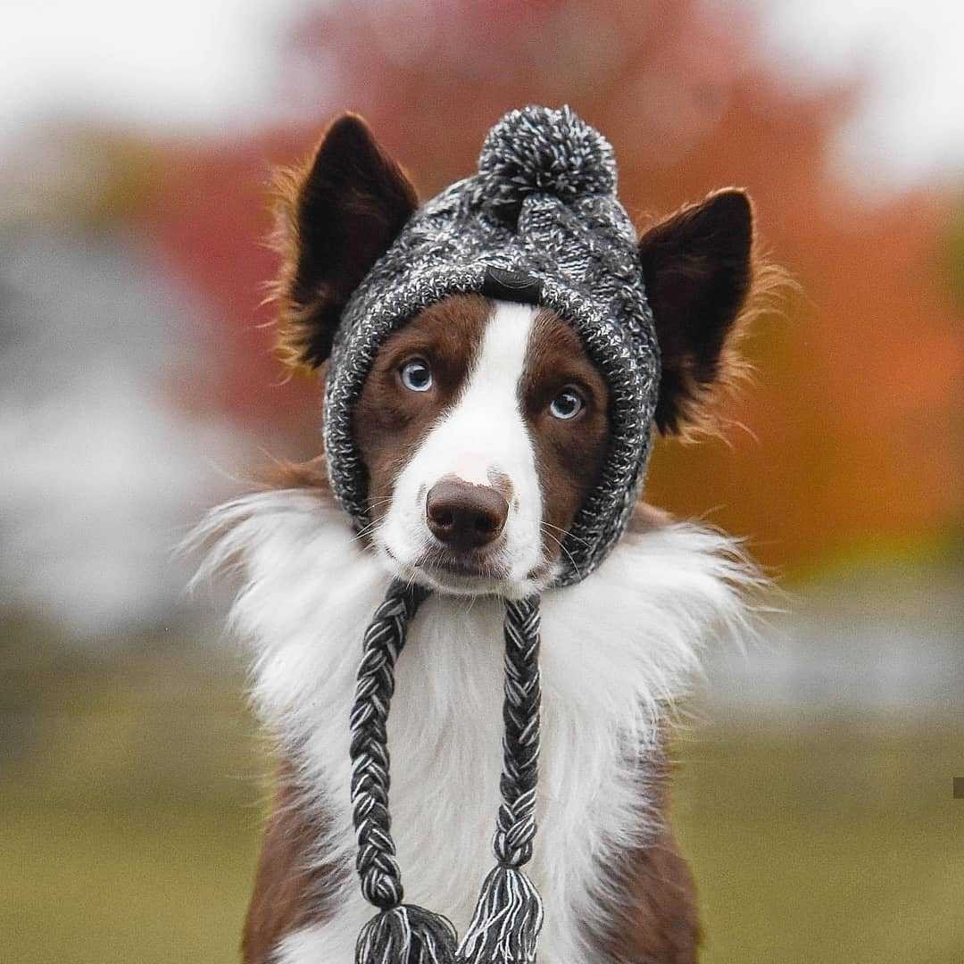 Winter Fashion Dog Hat Windproof Fluffy Knitted Polar Pom Hat — product detail