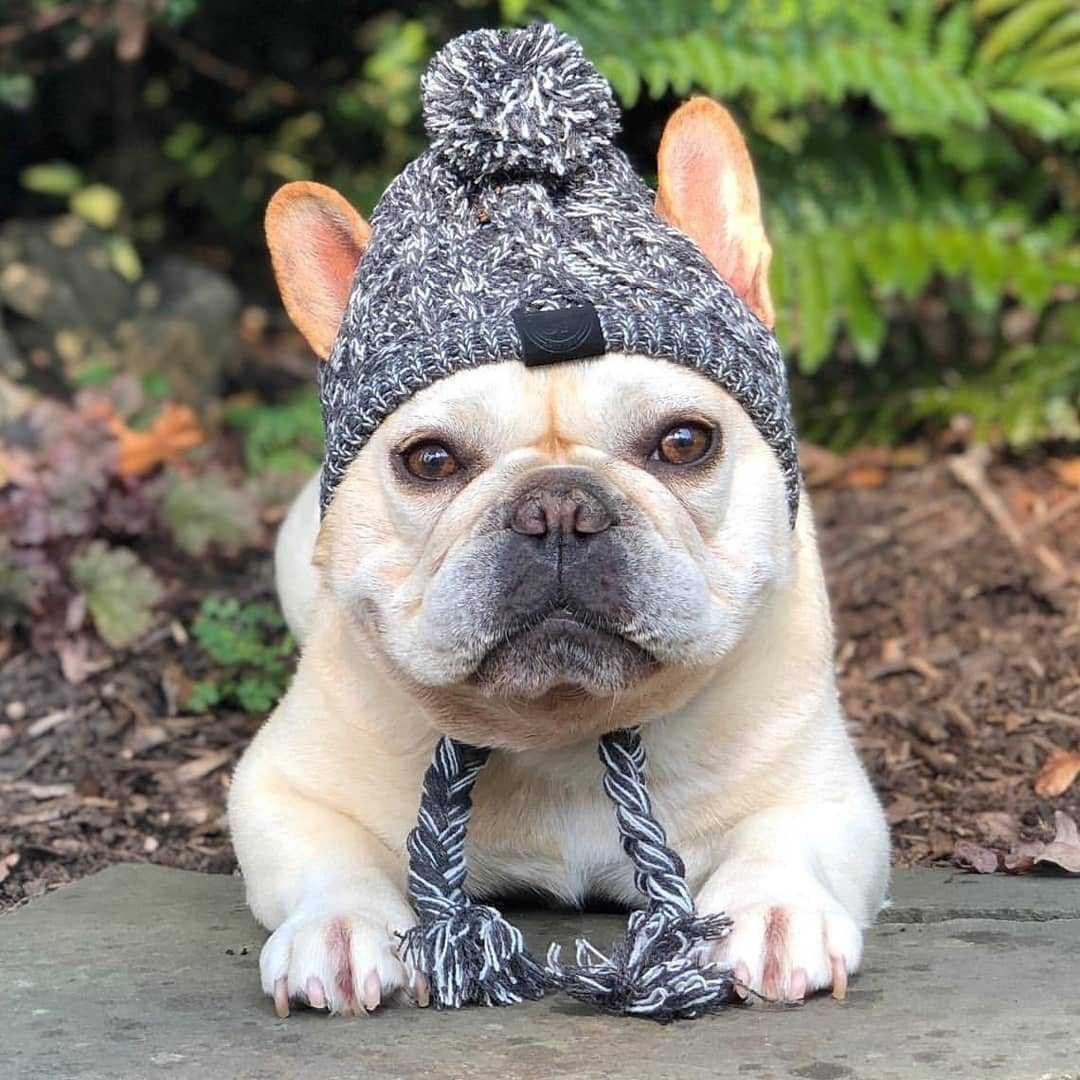 Winter Fashion Dog Hat Windproof Fluffy Knitted Polar Pom Hat — product detail