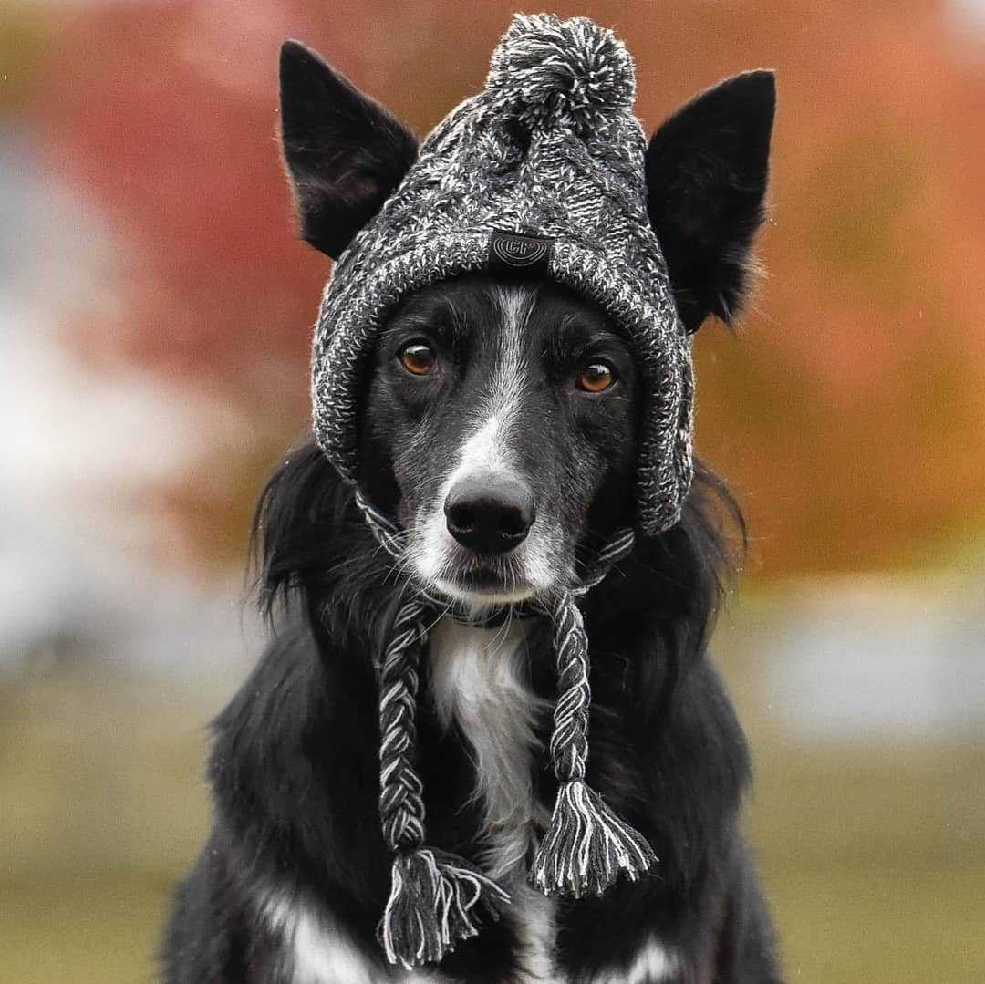 Winter Fashion Dog Hat Windproof Fluffy Knitted Polar Pom Hat — product detail