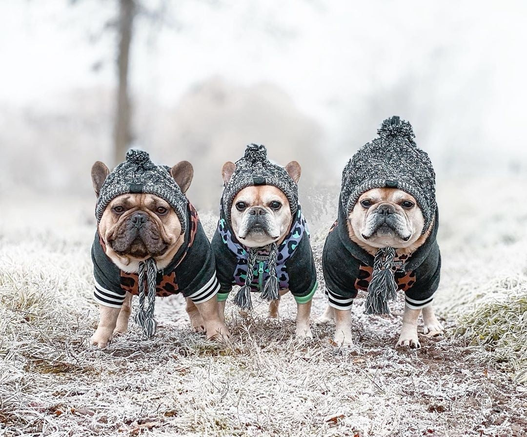 Winter Fashion Dog Hat Windproof Fluffy Knitted Polar Pom Hat — product detail