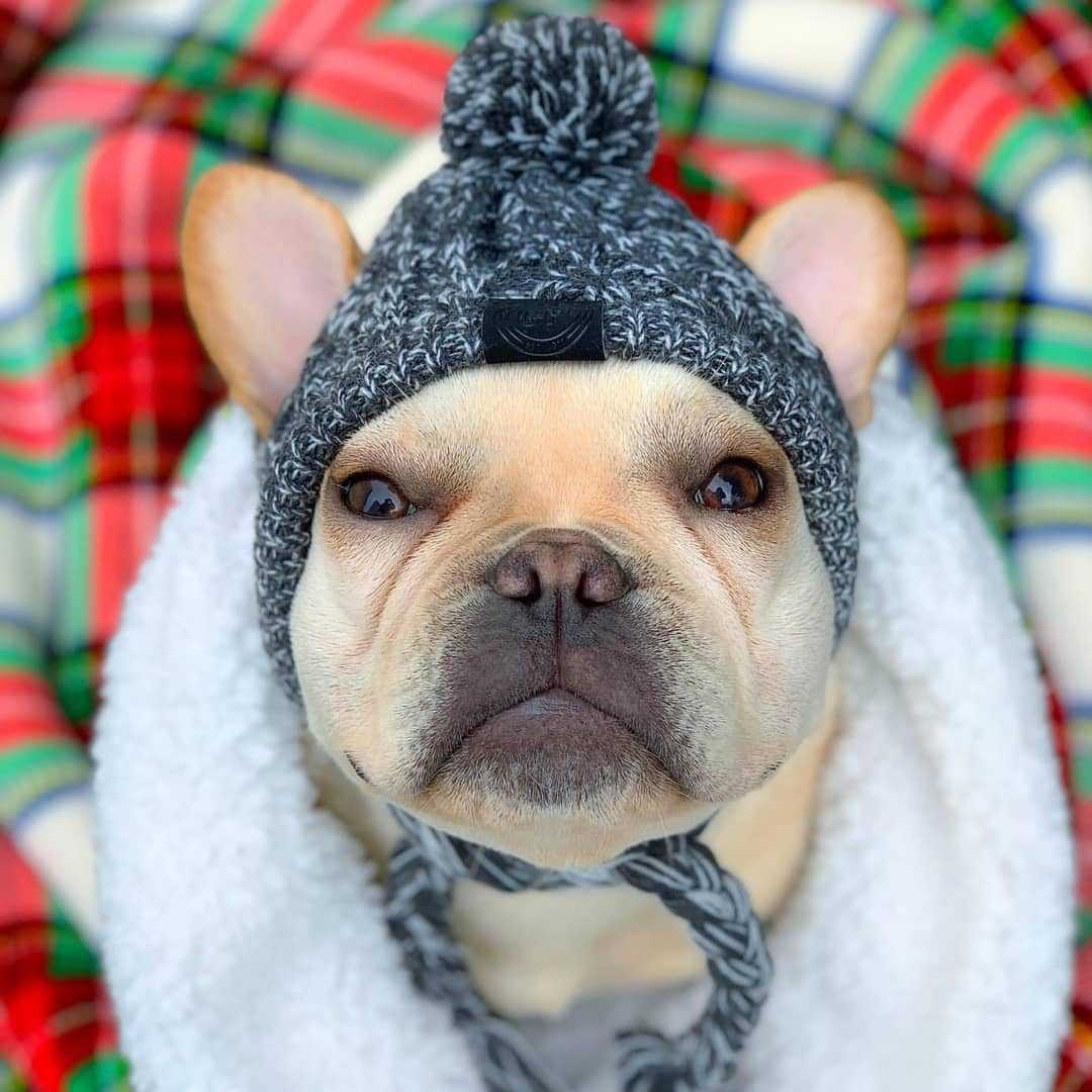 Winter Fashion Dog Hat Windproof Fluffy Knitted Polar Pom Hat — product detail