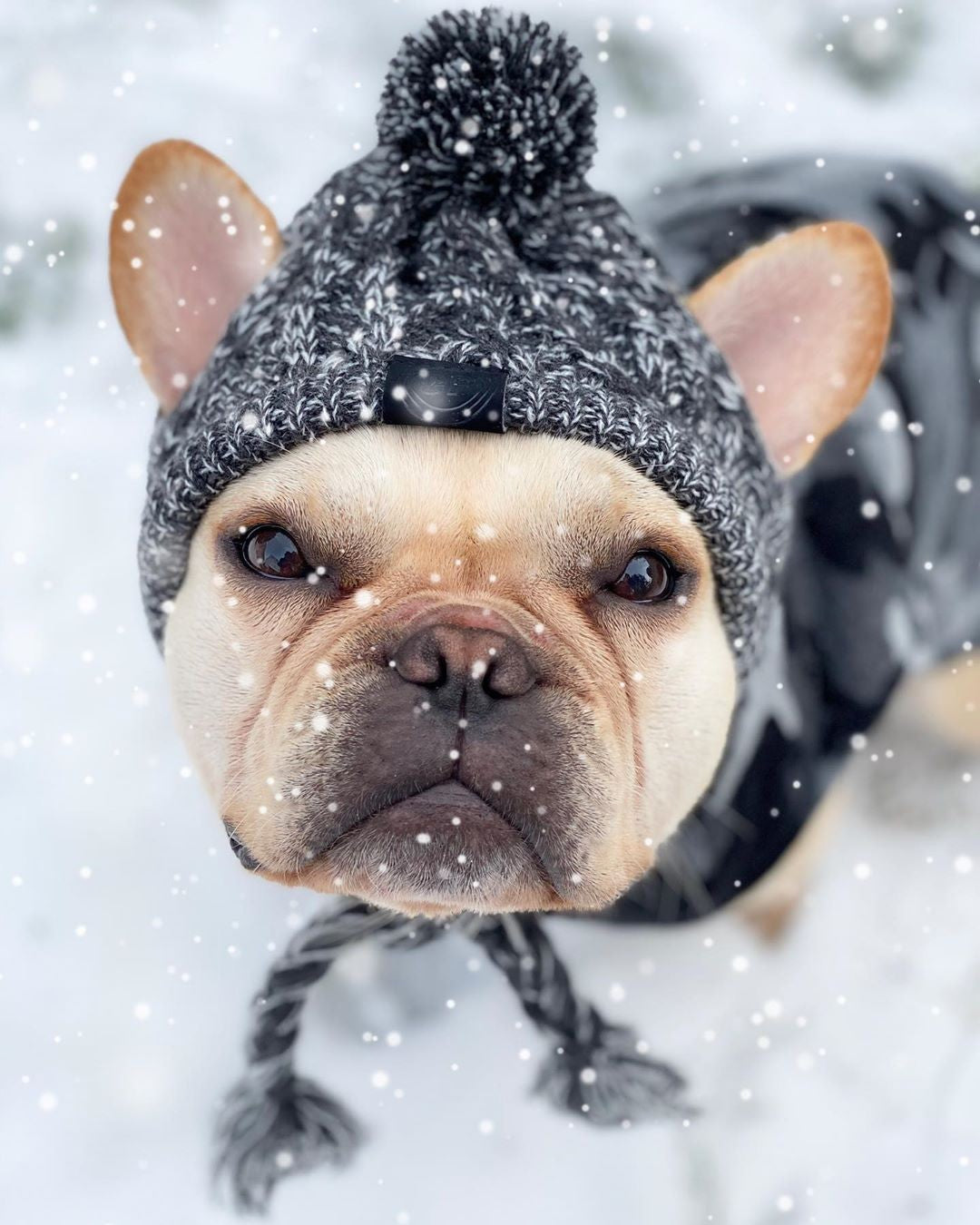 Winter Fashion Dog Hat Windproof Fluffy Knitted Polar Pom Hat — product detail