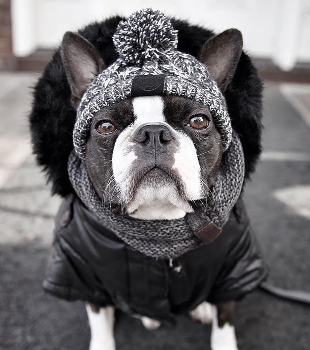 Winter Fashion Dog Hat Windproof Fluffy Knitted Polar Pom Hat — product detail