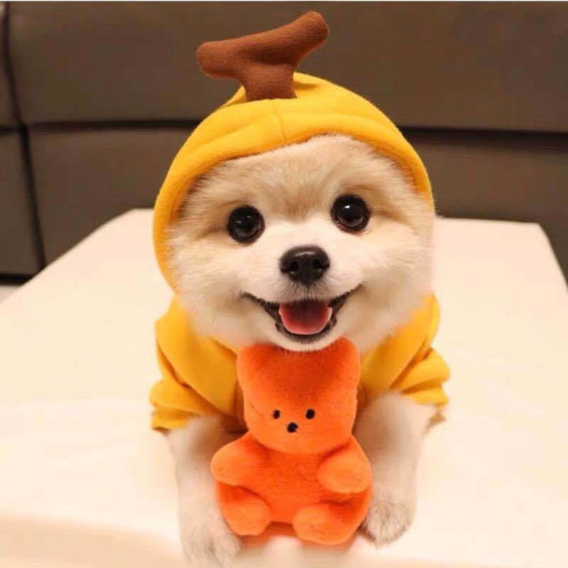 Hooded Pet Costume Outfits — product detail