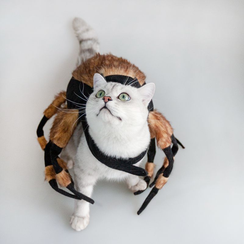 Pet Spiders Change Costumes — product detail