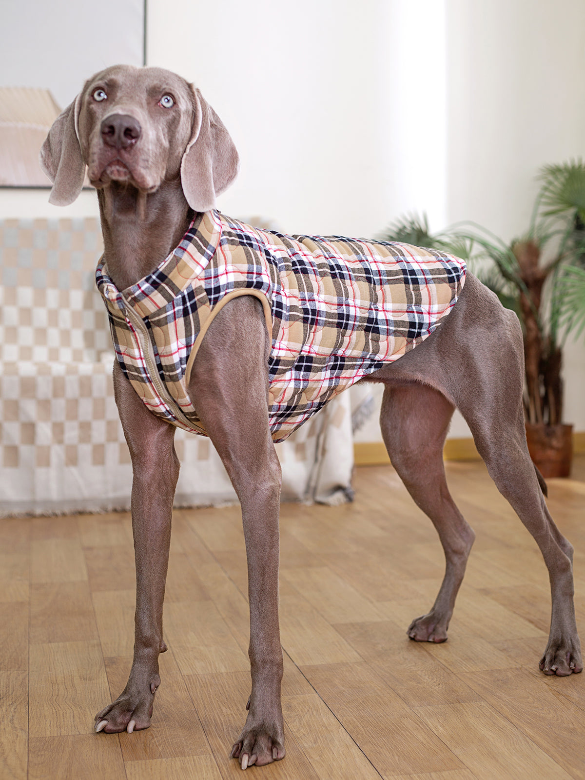 Plaid Zippered Dog Vest — product detail